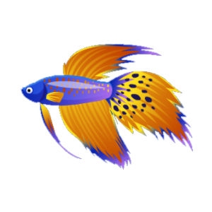 Cobalt Cheetah Betta